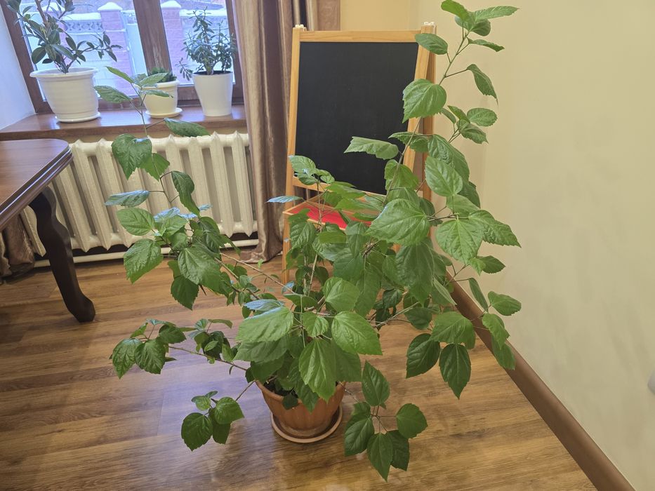 Продам цветок Китайская роза