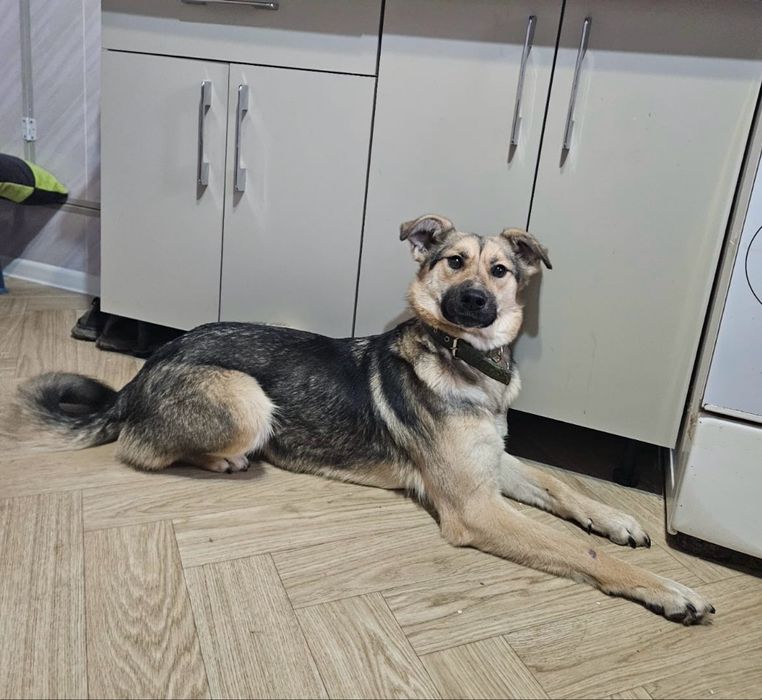 Семейная собака - компаньон Стелла