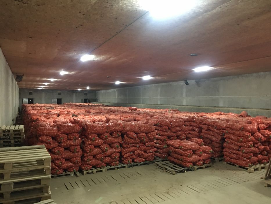 Лук репчатый в мешках