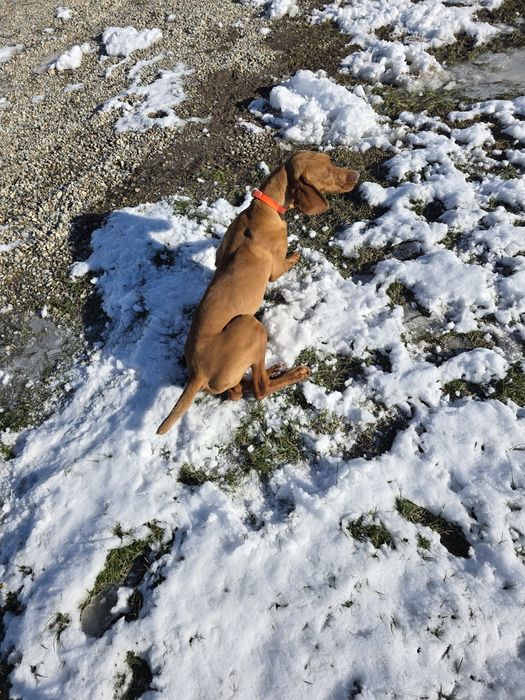 Vizsla maghiară mascul