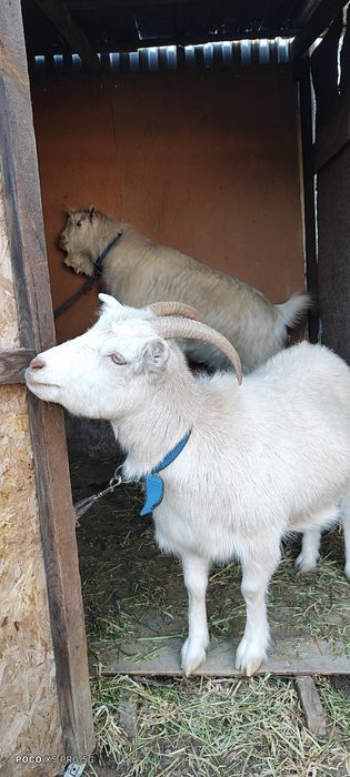 Пародисты Козёл и Каза