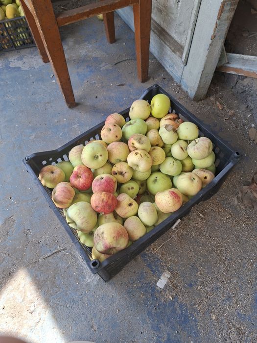 Продам яблоки местные!
