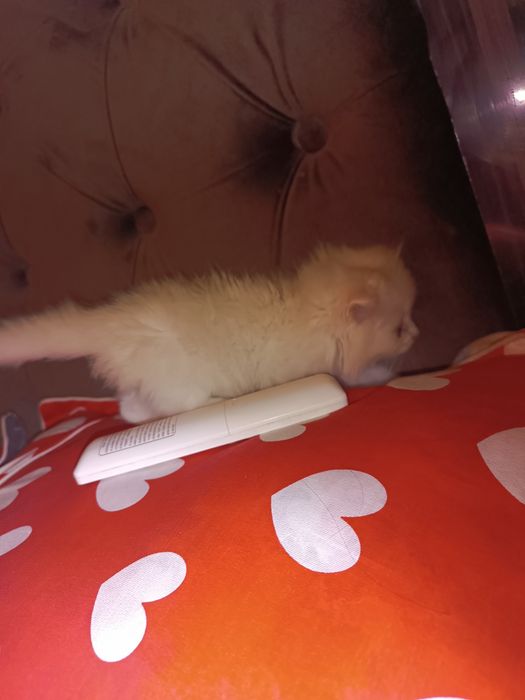 Кошки фолдинкиии