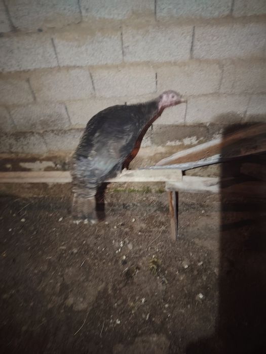 Kurka bitta erke bitta urgochi