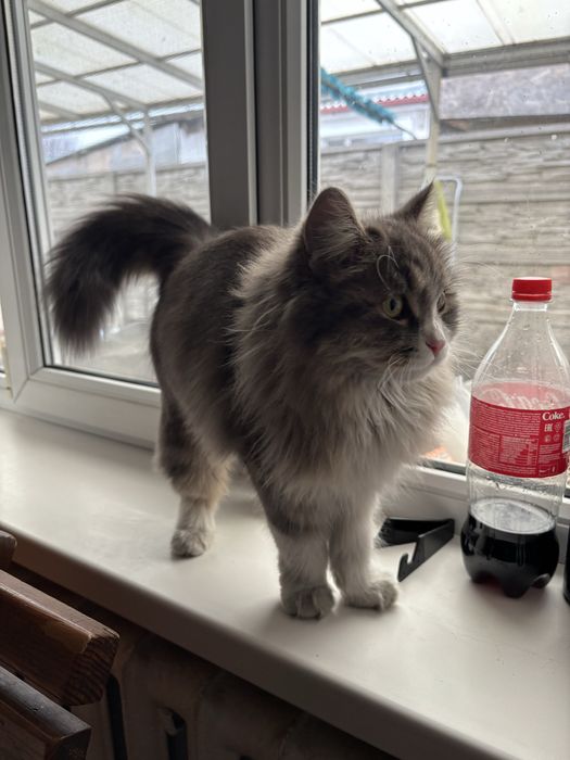 Отдам кошку бесплатно