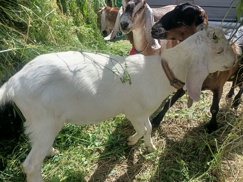 Țap metis anglonubian de vanzare