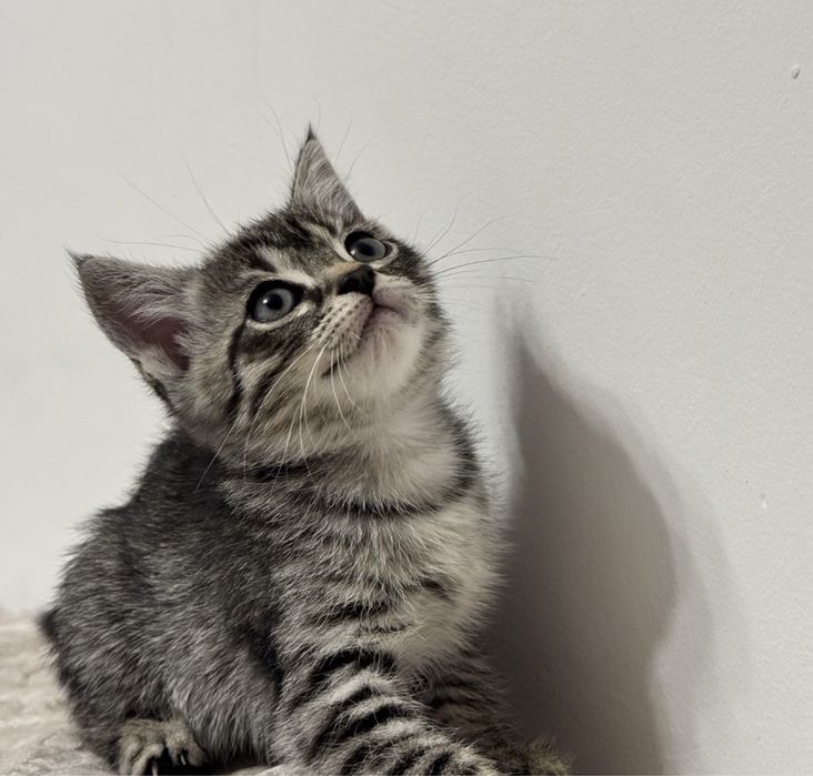 Отдам котёнка в добрые люди