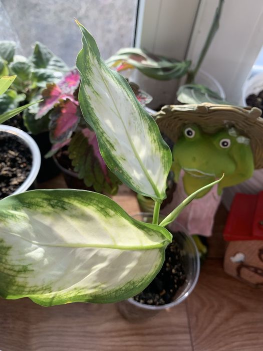 Домашние растения