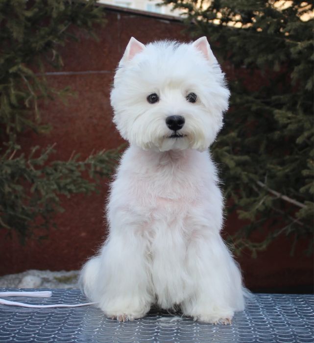 Вест Хайленд Вайт терьер