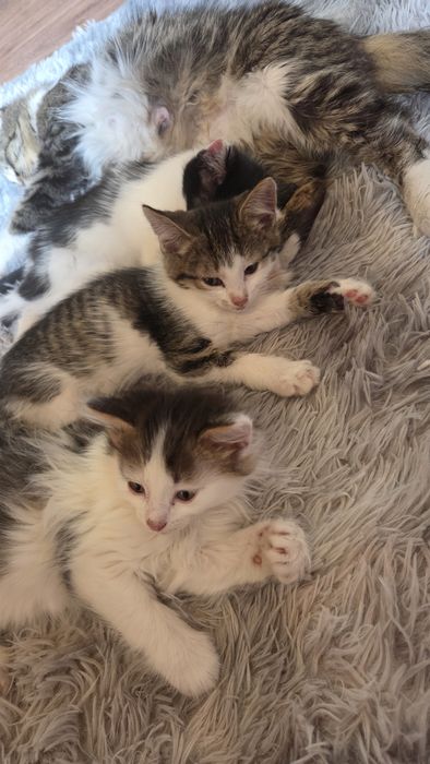 Отдам  котят бесплатно