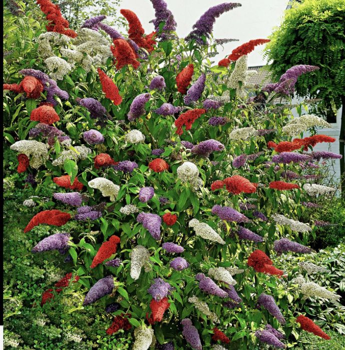 Liliac de vara in 3 culori