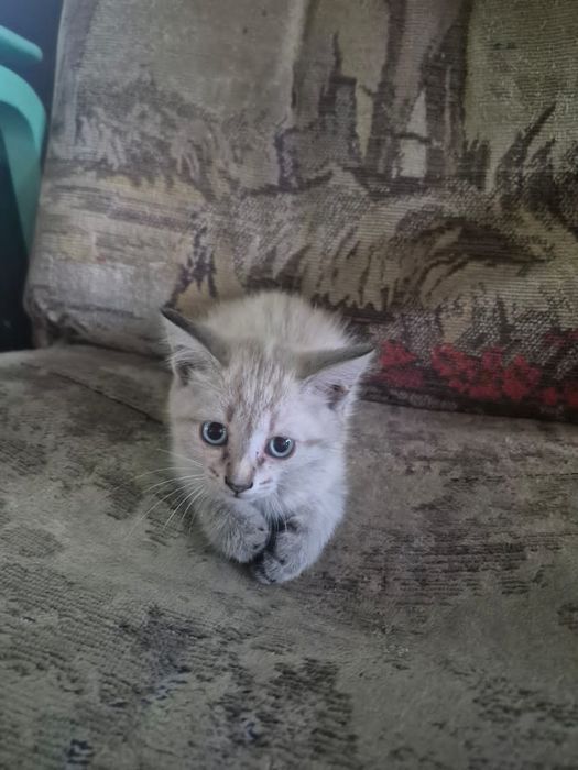 Отдам милейших котят