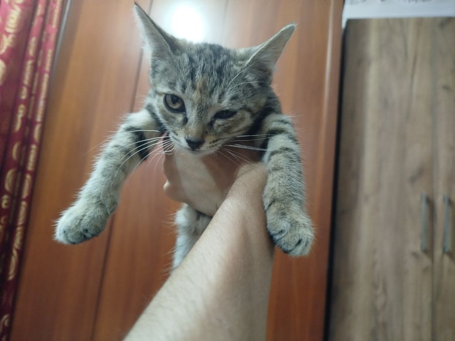 Маленький котенок