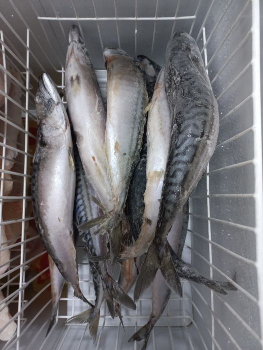 Свежая рыба свежая рыба