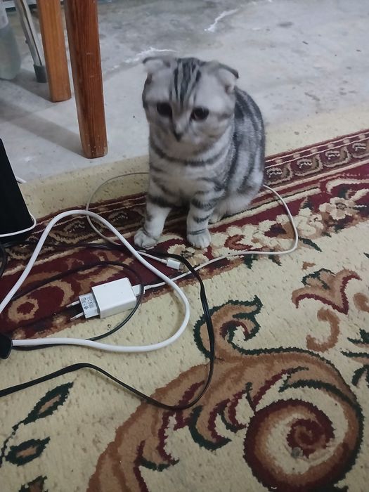 Вязка кота скотишь фолд