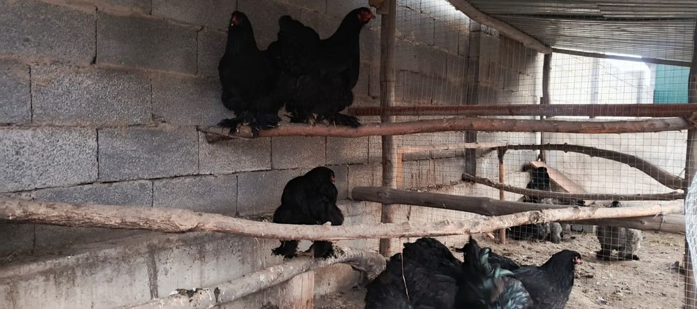 Продам  кур породы брама