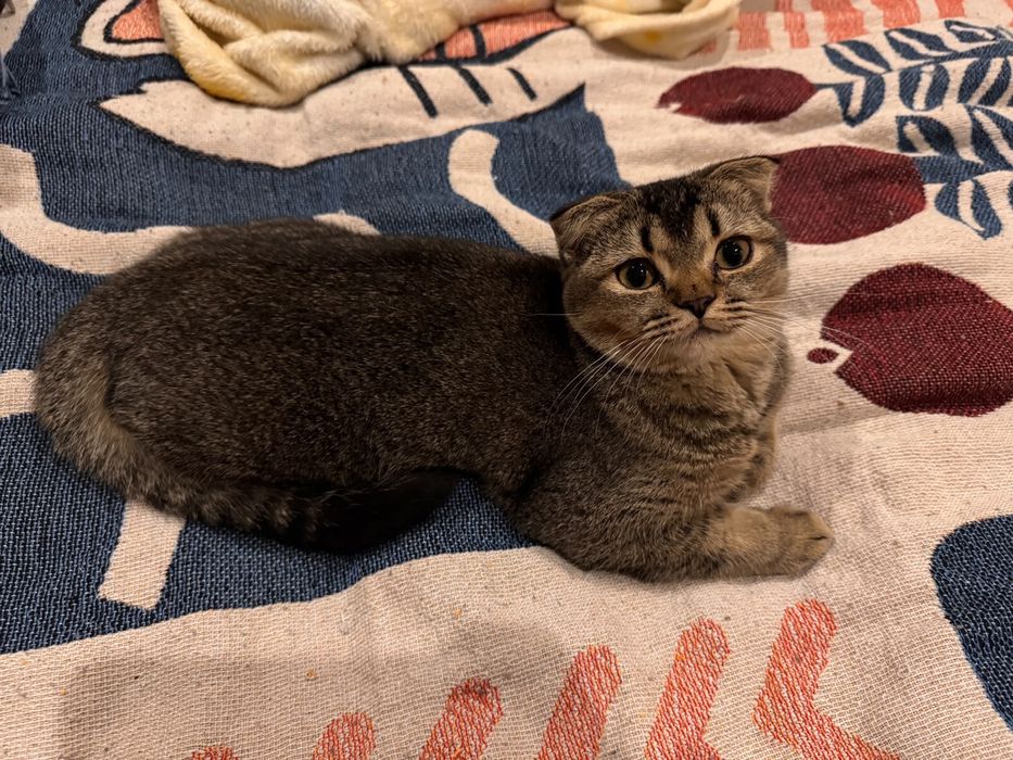 Кошечка  пристраивается
