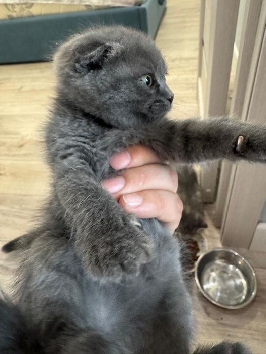 Котята шотландские