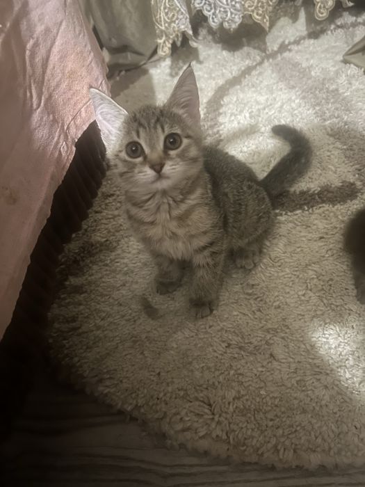 Котята Бесплатно