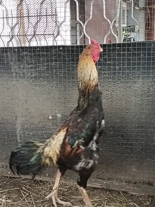 Продам дакана здоровый крепкий