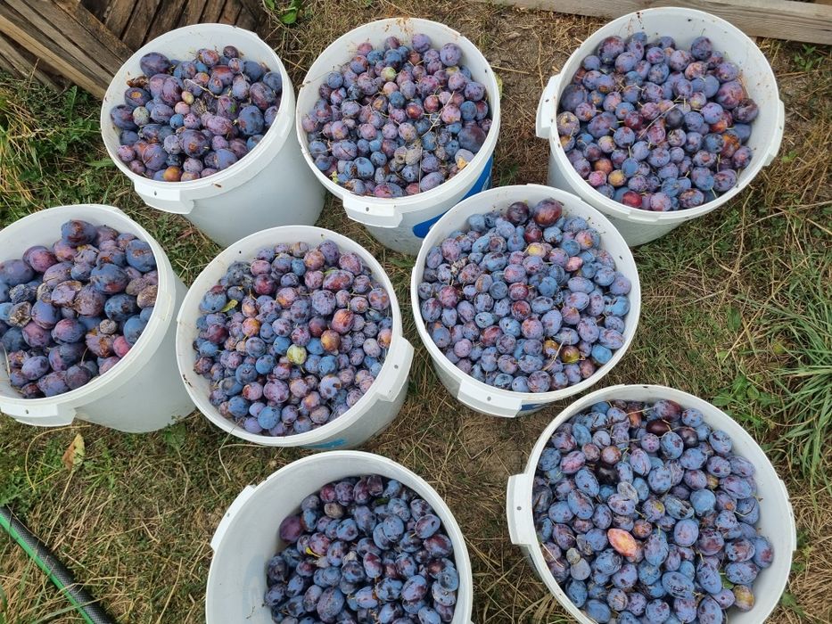 Prune pentru tuica Bio / nestropite