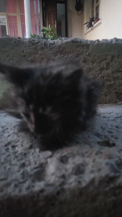 Отдаю бесплатно котенка