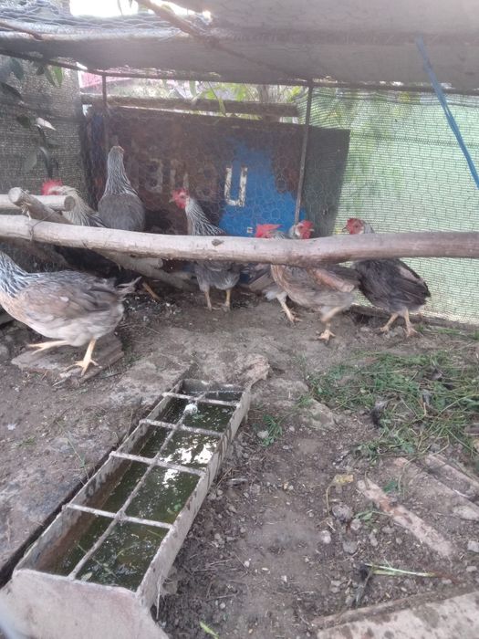 Gain si cocos italiene