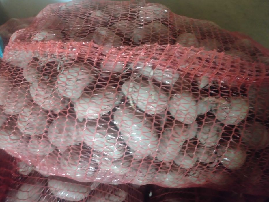 Cartofi de sămânță și de mâncat