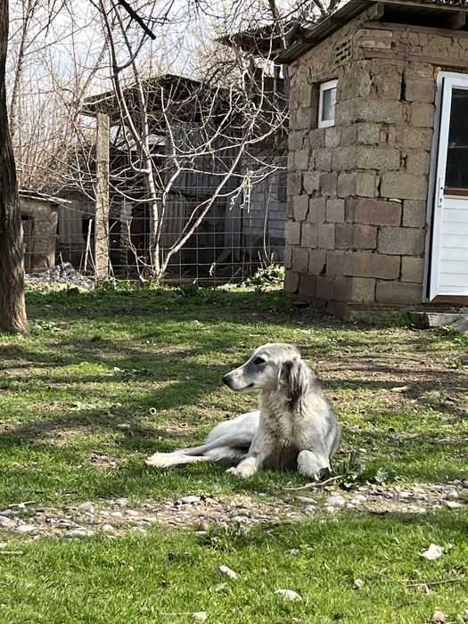 Тазы мощный