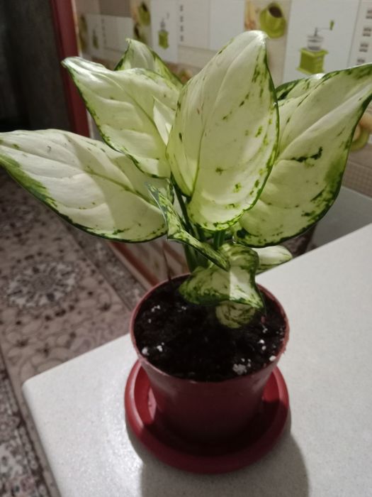 Аглаонему молодую продам