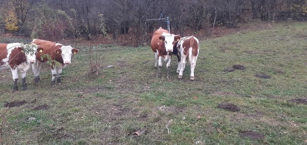 Tăurași 5 x 6200 bucată x 3 juninci