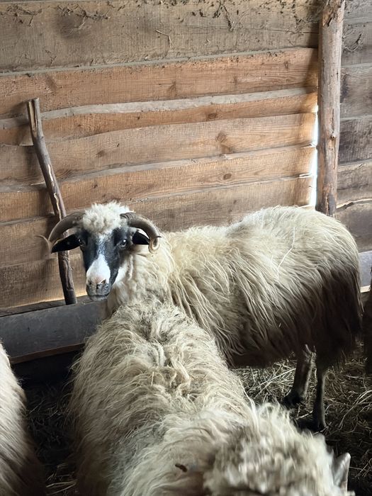 De vanzare oi cu miei