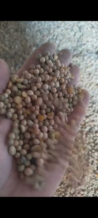 продам горох фуражный