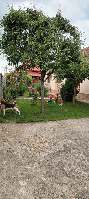 Casa de vanzare intr-un cartier  Rezidential in Caransebes!