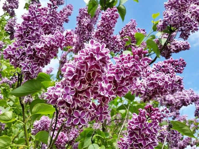 Люляк двуцветен (Сензация)
(„Сензация“)
(„Сензация“)