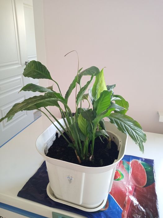 Продаю комнатные цветы