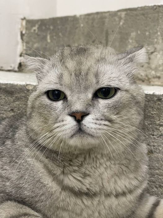 Серебранай Шиншила.