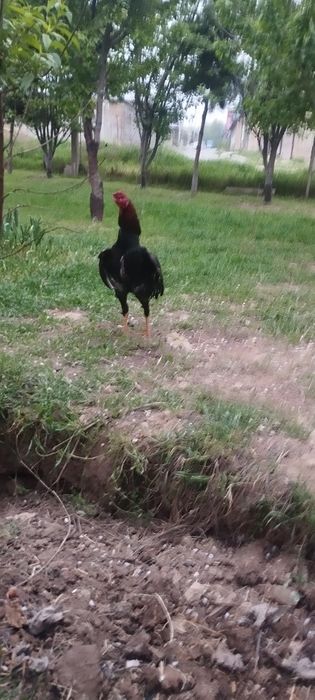 Жужа йошга тулган 5 та ютги бор Шаман гибрид срочно сотлади срочно 4.5