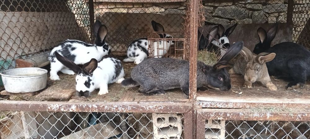 Зайци на 3 месеца