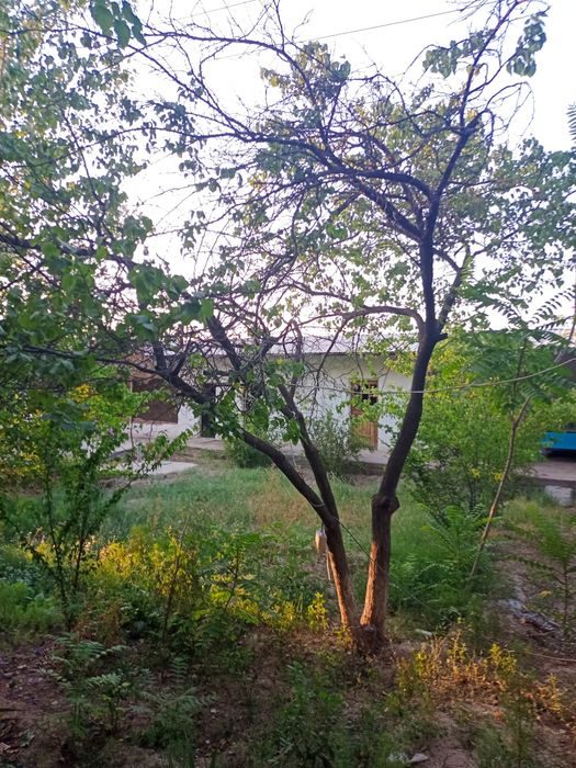 Хул ва Курук утинлар сотилади