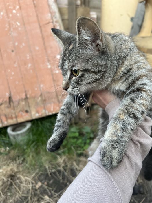 Отдам котенка маленький