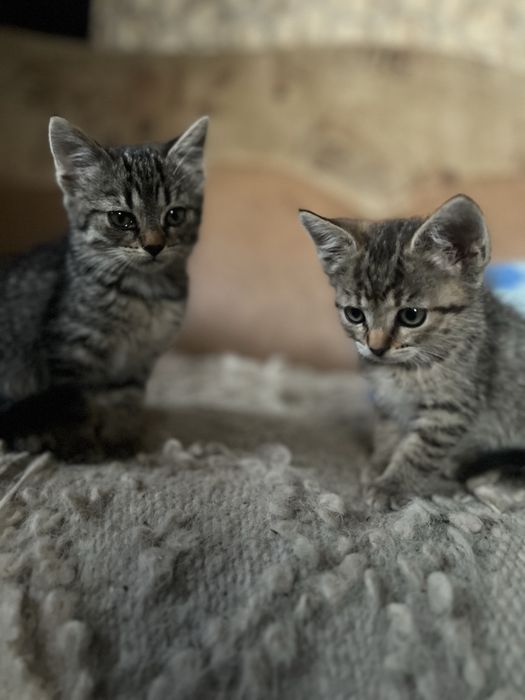 5 sufletele mici își caută familii iubitoare!