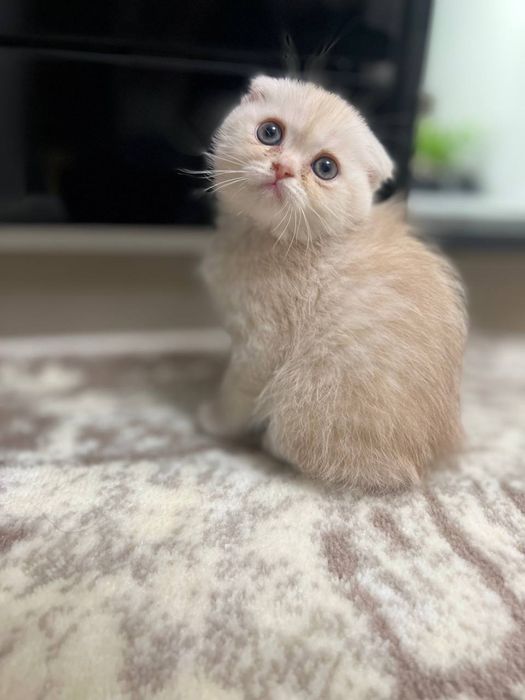 Котята Скоттиш Фолд ( Skotish Fold mushuk) Кошка