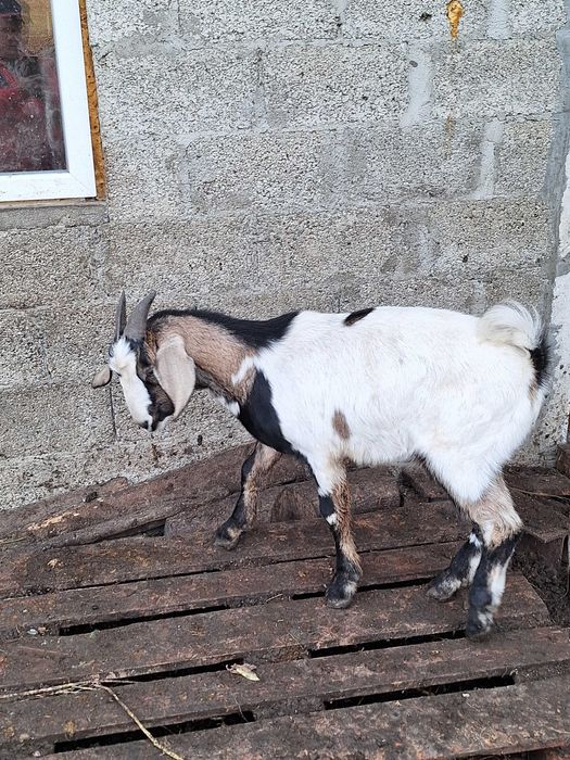 Vand 2 tapi anglo nubieni