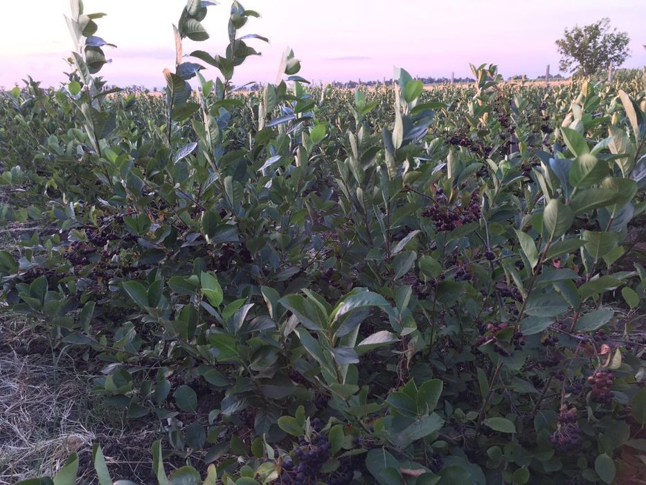Aronia butasi planta aronia