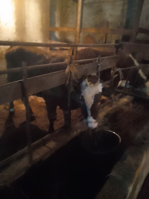 Продам телок 4штуки