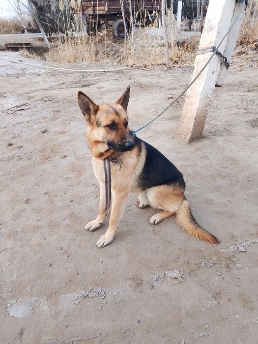 Xarakteri yaxshi begona daydi itlardan daydi mushuklardan himoya qilad