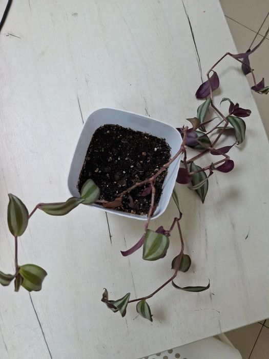 Комнатные  цветы