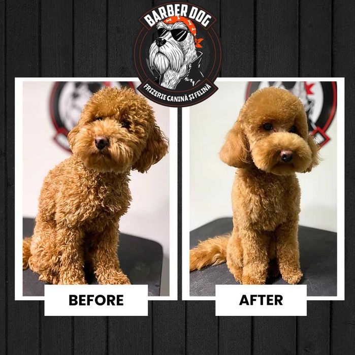 Frizerie Canina si Felina la domiciliu Bucuresti/Ilfov