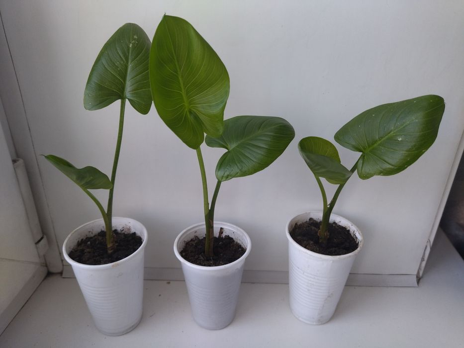 Каллы белые много